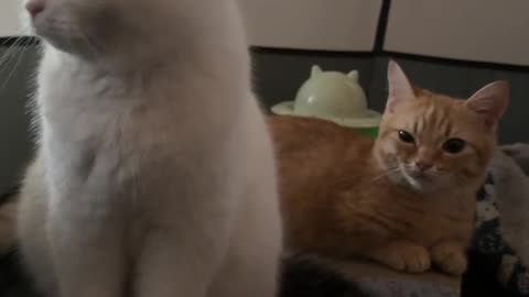 cat
