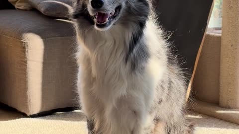 🐾😂 This Adorable Animal Will Leave You Speechless! | FunFM