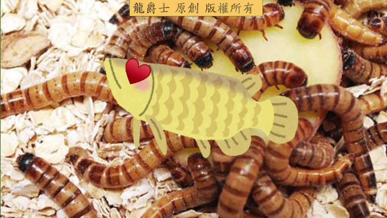 【龍爵士】Q276 吃飼料馴化會喪失掉龍魚本該有的霸氣游姿與體態嗎