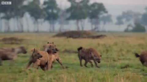 animals