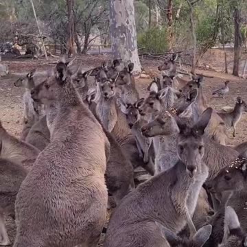 Kangaroo diaries only in Australia 🇦🇺