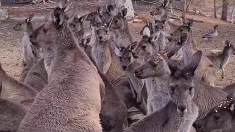 Kangaroo diaries only in Australia π¦πΊ