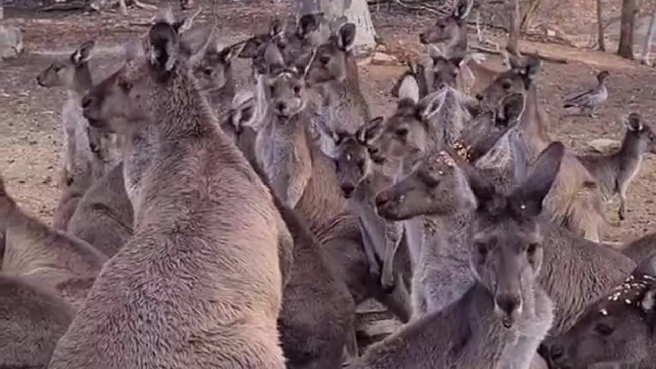 Kangaroo diaries only in Australia 🇦🇺