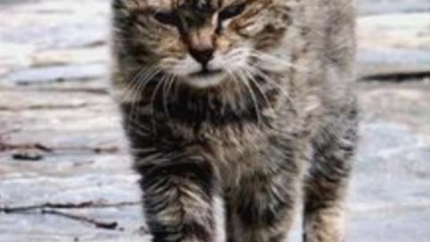 🐾 Even old pets still need affection and permanent loving homes!
