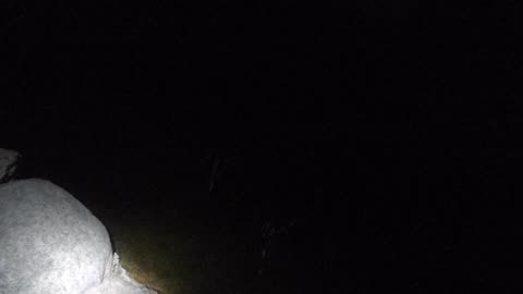 More bats flying around the pond
