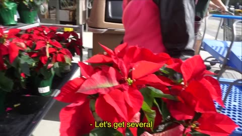 VLOGMAS WEEK 1_ DISNEY WORLD, MEET MY DOG, DECORATING