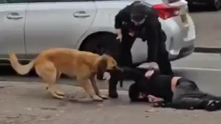 💥 Migrant vs Dog 💥