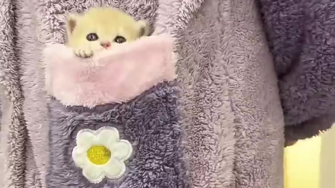 🐱 Funny cat videos | cute cats | Try not to laugh | Cat videos Compilation #shorts 🐈