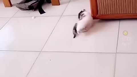 Cute cat dance