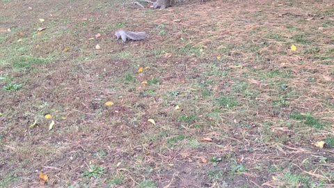 Feeding acorns to a squirrel.