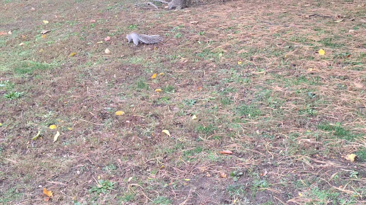 Feeding acorns to a squirrel.