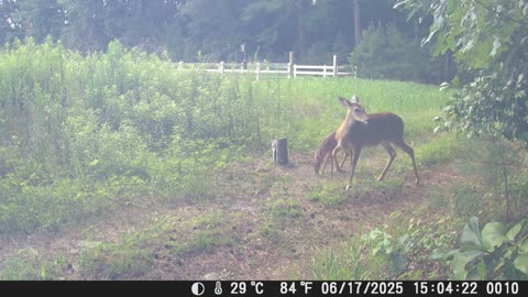 June Fawn Activity