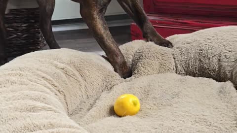 Confused Dog Gets Sour Surprise From Yellow Ball