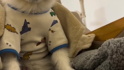 Animals funny video 📸