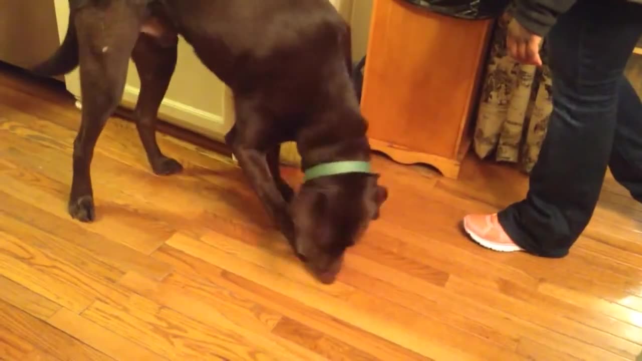 Ruben The Psycho Dog (Feb 9th 2014)