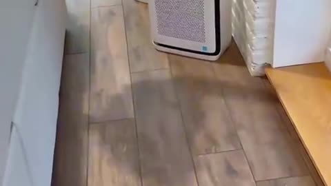 Funny cats