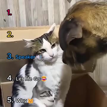 Ranking Mother Cat Defends Kittens 🐾😹🥰😂