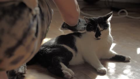 Cute Animal Ep69