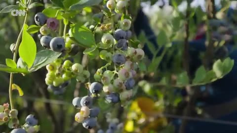 Meet the farmworkers in hiding as crops rot