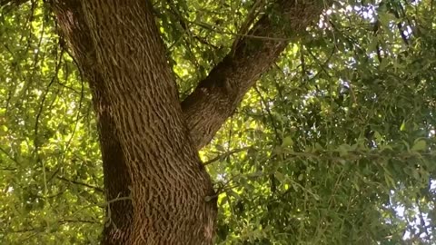 Hide and seek with squirrels