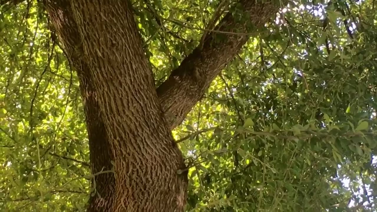 Hide and seek with squirrels