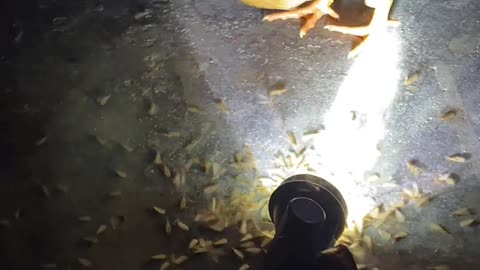 feed the chickens at night