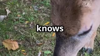 🎥 “Deer & Cat A Silent Bond 🐱🦌 Unlikely Animal Friendships”