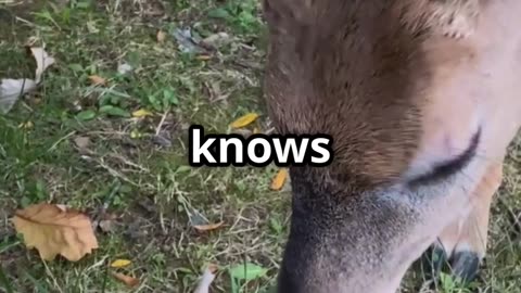 🎥 “Deer & Cat A Silent Bond 🐱🦌 Unlikely Animal Friendships”