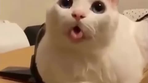 Goofy Cats In The Act!
