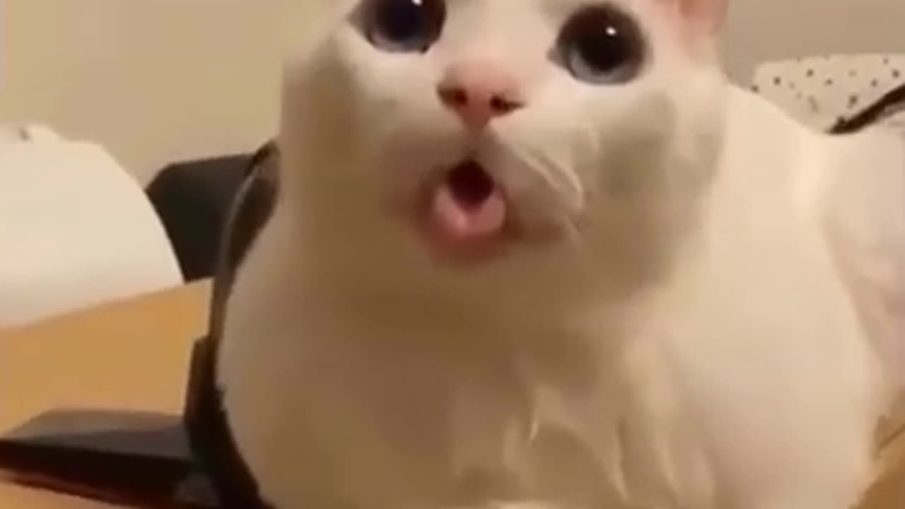 Goofy Cats In The Act!