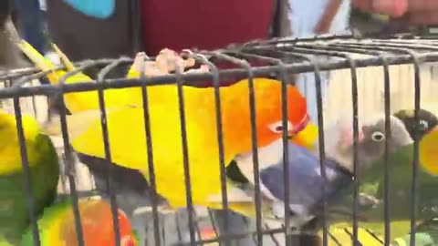 Karachi Birds market 30-11-25