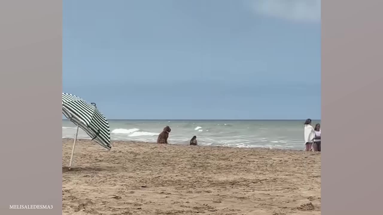 Dogs Acting Like Humans: The Ultimate Crossover