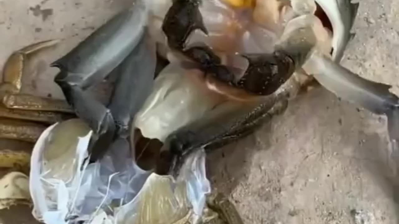 A Crabs Renew Bodysuit Your self