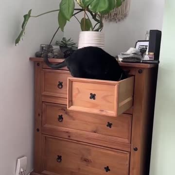 Looking for that one blue sock.. 😂