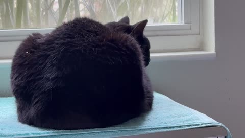 Cute Precious Piper Holds Down the Towel in Her Spa - Adopting a Cat from a Shelter Vlog