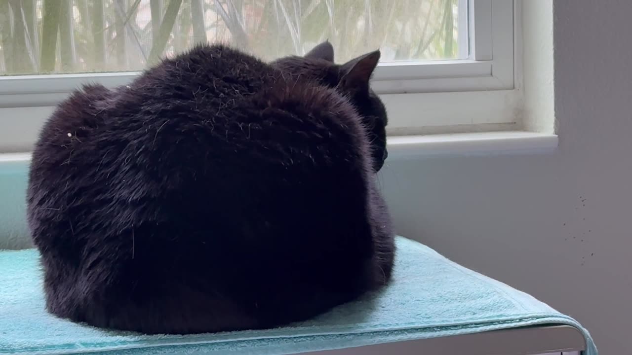Cute Precious Piper Holds Down the Towel in Her Spa - Adopting a Cat from a Shelter Vlog