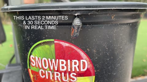 AMAZING Video of Butterfly Escaping Chrysalis in REAL TIME! Nature is AWESOME!