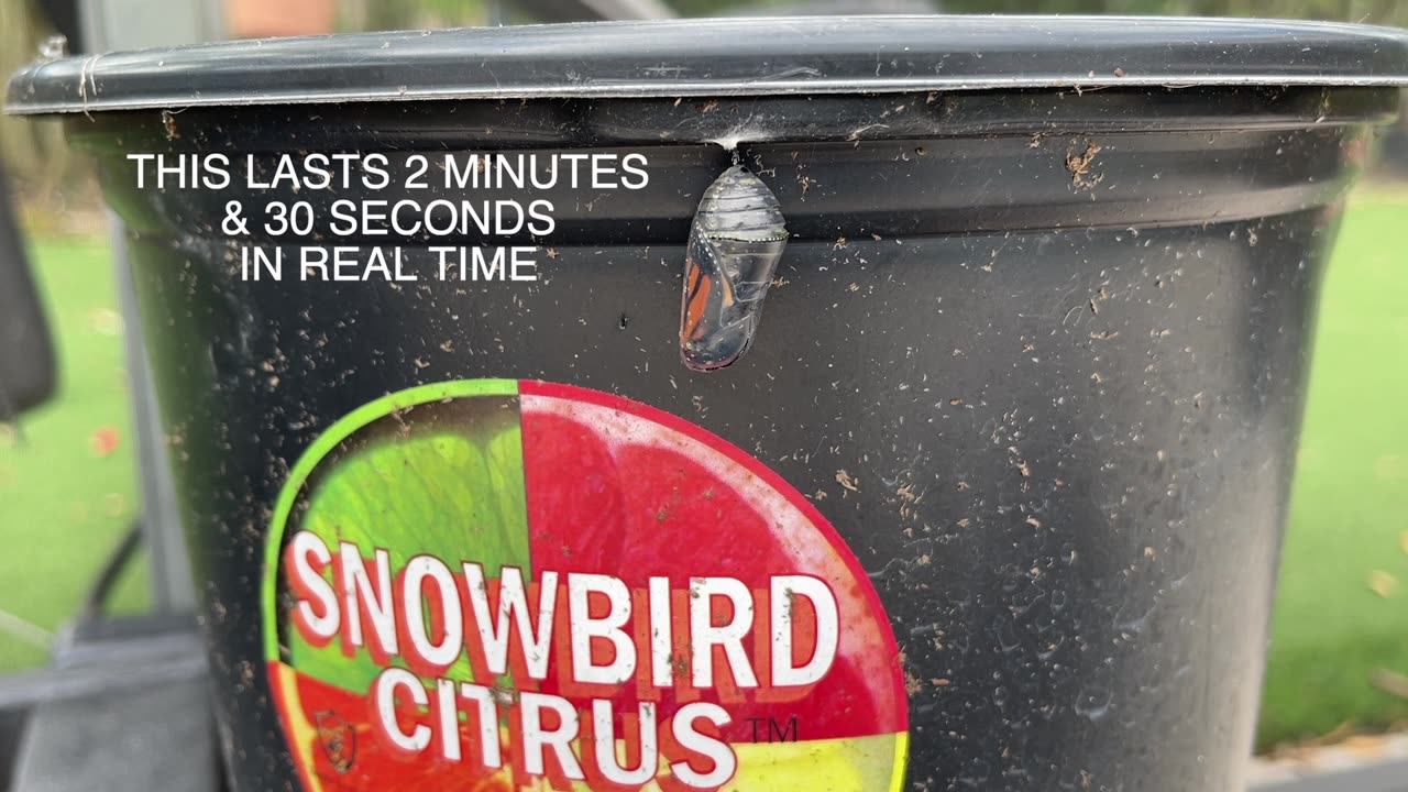 AMAZING Video of Butterfly Escaping Chrysalis in REAL TIME! Nature is AWESOME!