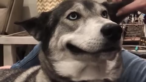 Funniest Dog's comedy Videos 😂 so funny videos 🤣