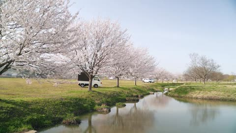 [Car Camping]A trip to Japan to eat takoyaki under cherry blossoms with DIY truck camper