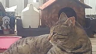 EA S173 - Bathing Before Resting