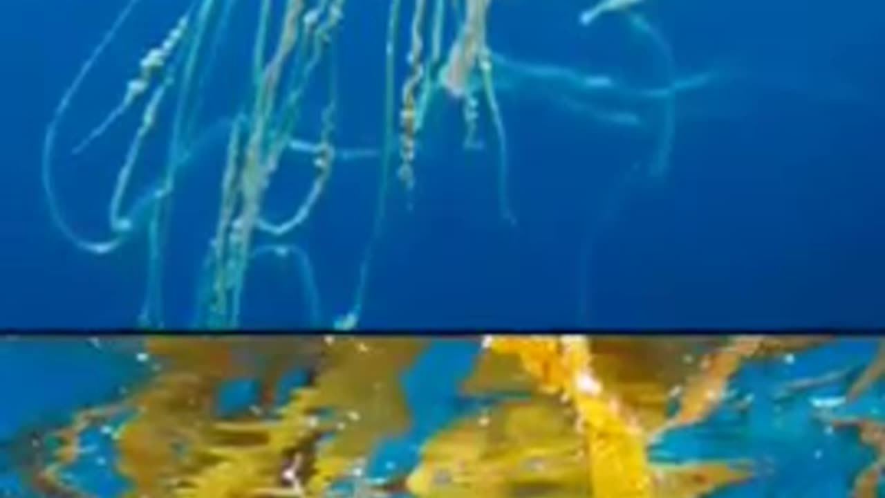 A bizarre discovery in antartic /unbileble