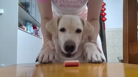 😨🐶 The Sheer Horror On This Dog’s Face Is Priceless! | FunFM