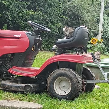 THE CAT PELUSA ON THE TRACTOR