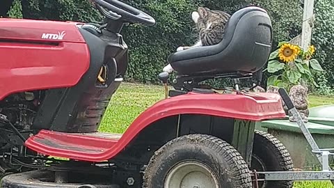 THE CAT PELUSA ON THE TRACTOR