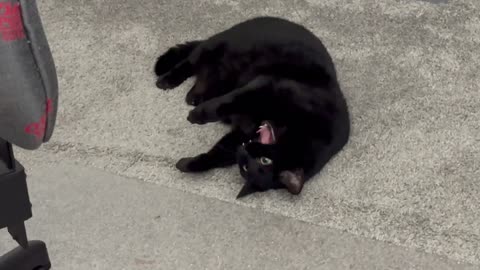 Cute Precious Piper Manages the Office While Grooming Herself - Adopting a Cat from a Shelter Vlog