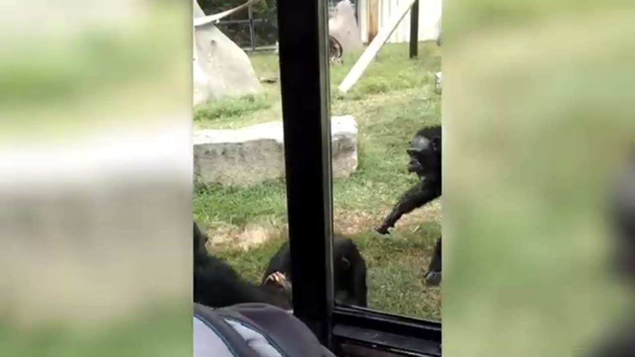 JRE: These Chimpanzee Monkeys Are PSYCHOPATHS