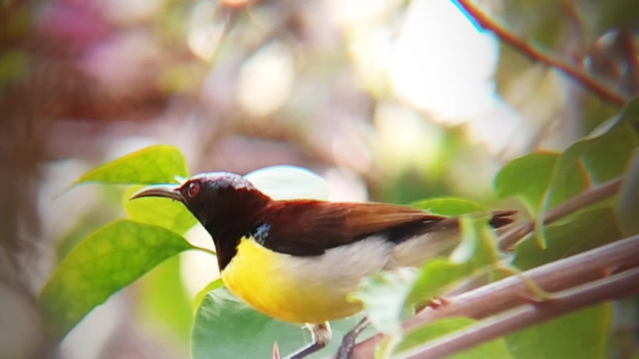 Loten's sunBird photography in garden.
