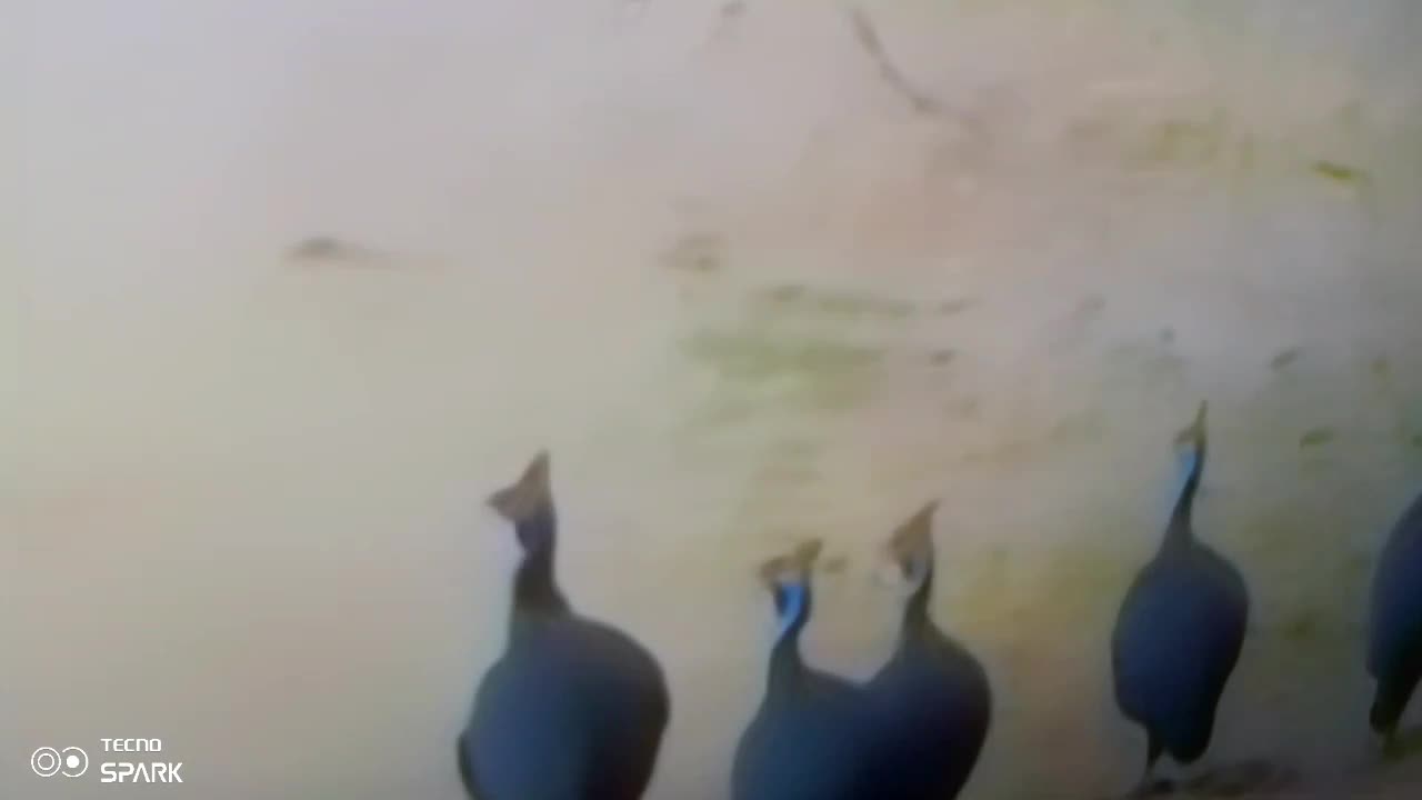 Feathered Friends or Foes? The Impact of Birds on Our Ecosystem