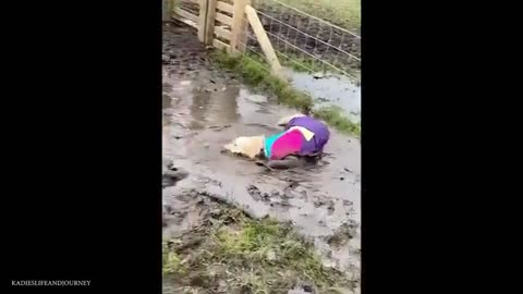 Funny animal videos ##